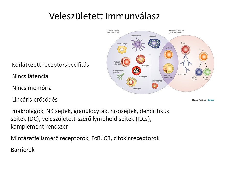A veleszületett és a szerzett immunitás